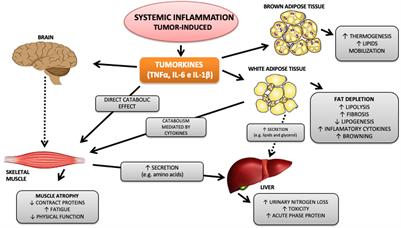 Exercise Training as Therapeutic Approach in Cancer Cachexia: A Review of Potential Anti-inflammatory Effect on Muscle Wasting